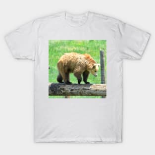 Young Grizzly Bear T-Shirt